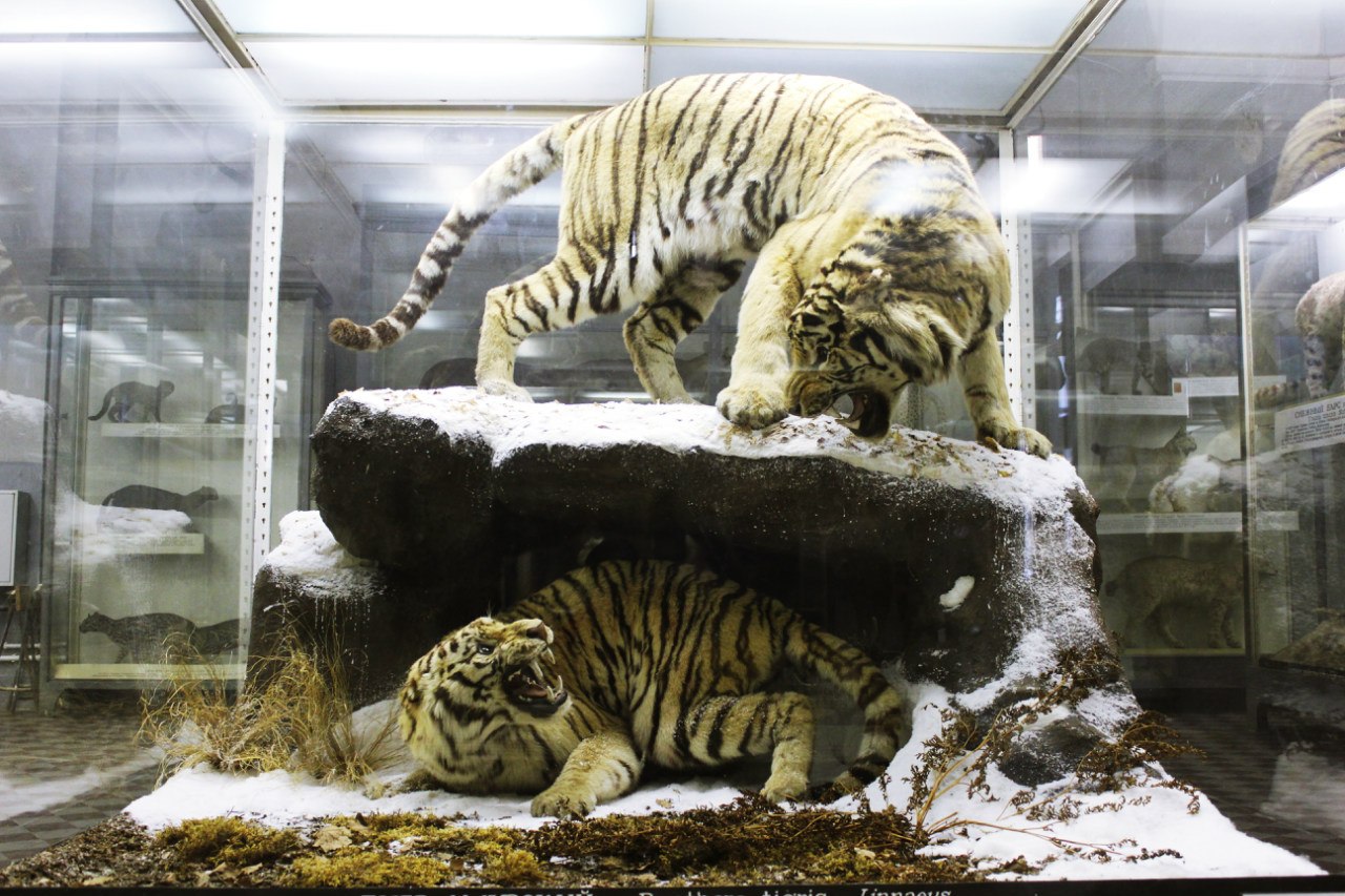 Тигры. Фото: Зоологический музей РАН (vk.com/zoologicalmusspb)