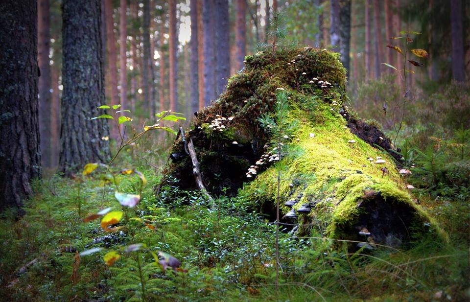 "Greenvald Парк Скандинавия". Фото: park-scandinavia.ru