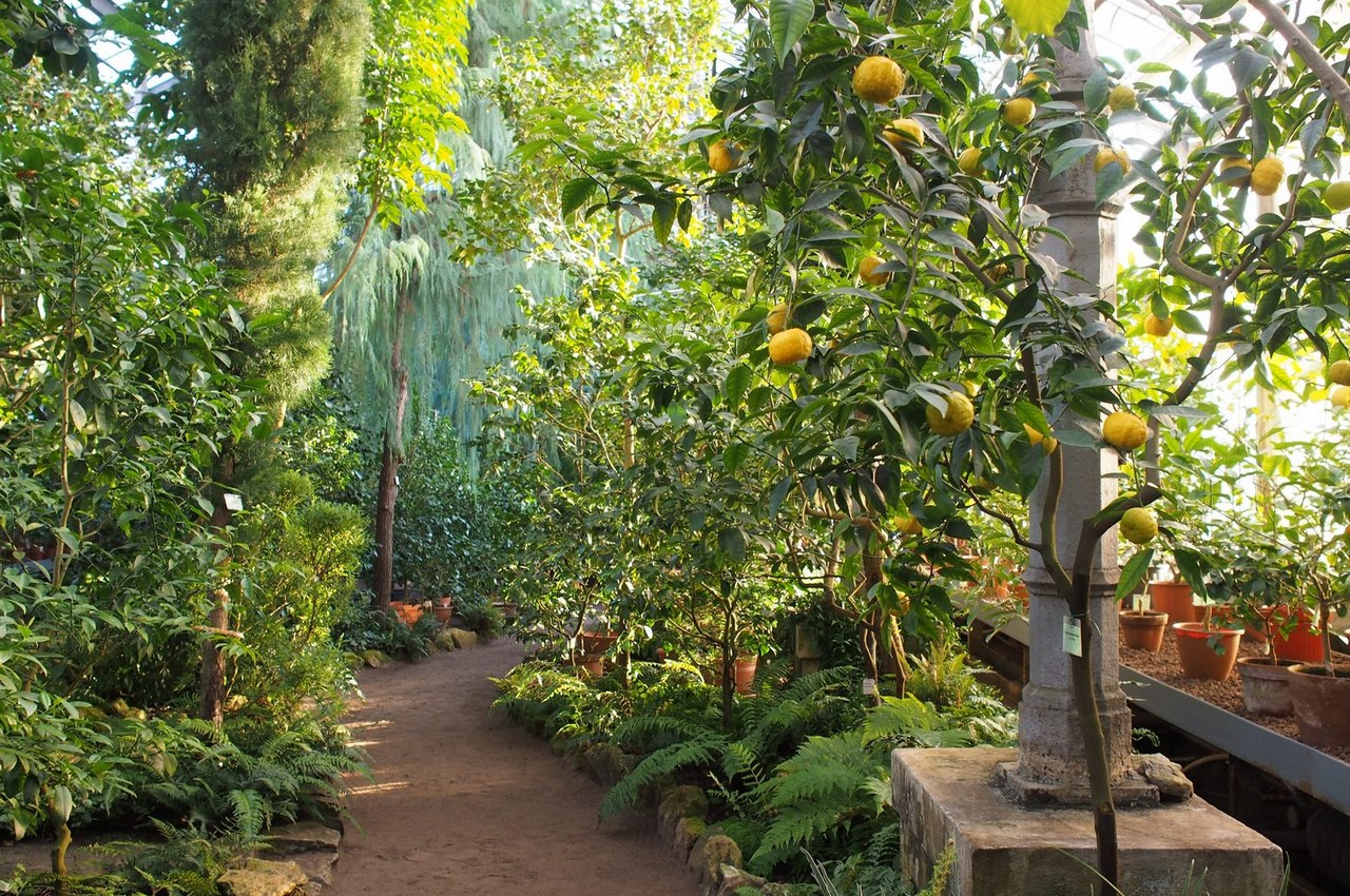 Хвойные, камелии, цитрусы, оранжерея № 2. Фото: Александра Медведева (botsad-spb.com)