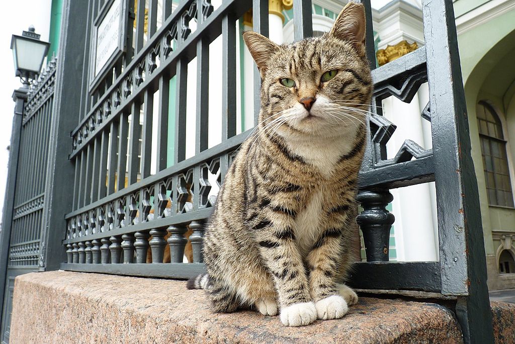 Эрмитажный кот. Фото: ewwl (Wikimedia Commons)