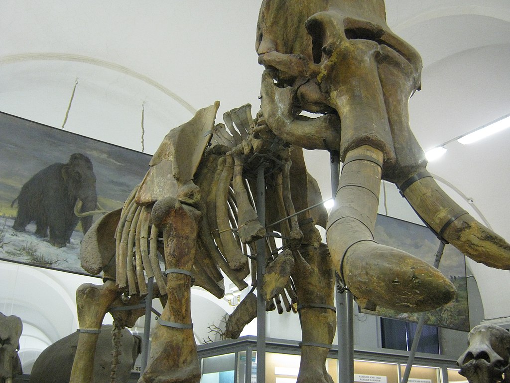 Второй обнаруженный скелет Южного слона выставленный в Санкт-Петербургский зоологический музей РАН. Фото: Константин Кудинов (Wikimedia Commons)