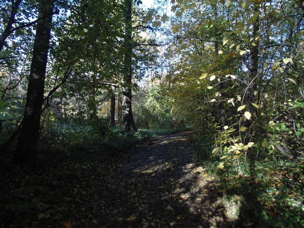 Единственная сохранившаяся аллея парка от Ораниенбаумской дороги к Финскому заливу, 15 октября 2018 г. Фото: photoprogulki.narod.ru