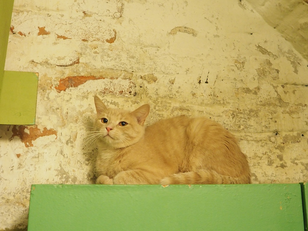 Эрмитажный кот. Фото: hermitagecats.ru