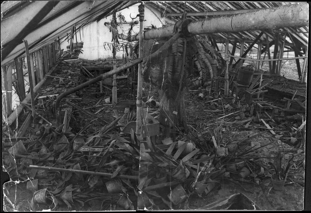 Ботанический сад. В саговниковой оранжерее после взрыва. 16.11.1941 г. Фото В.Федосеев vk.com/botsad_spb