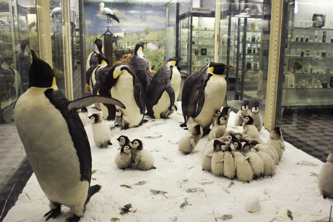 Пингвины. Фото: Зоологический музей РАН (vk.com/zoologicalmusspb)