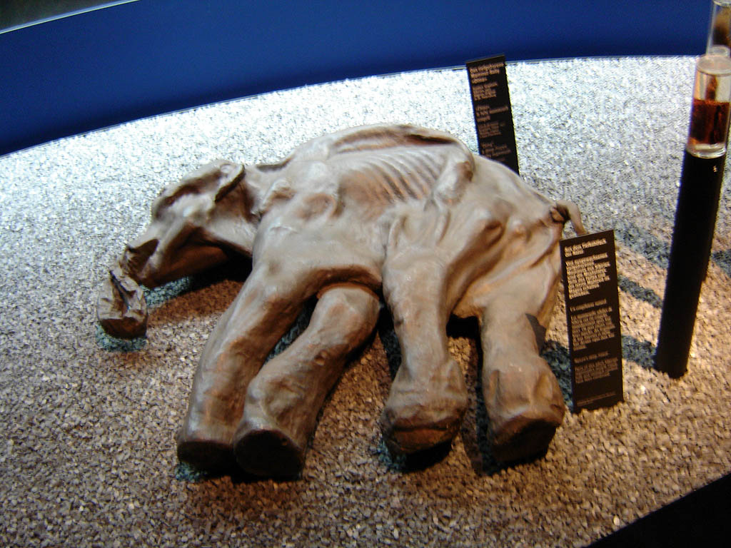 Киргиляхский мамонт. Фото: Denniss (Wikimedia Commons)