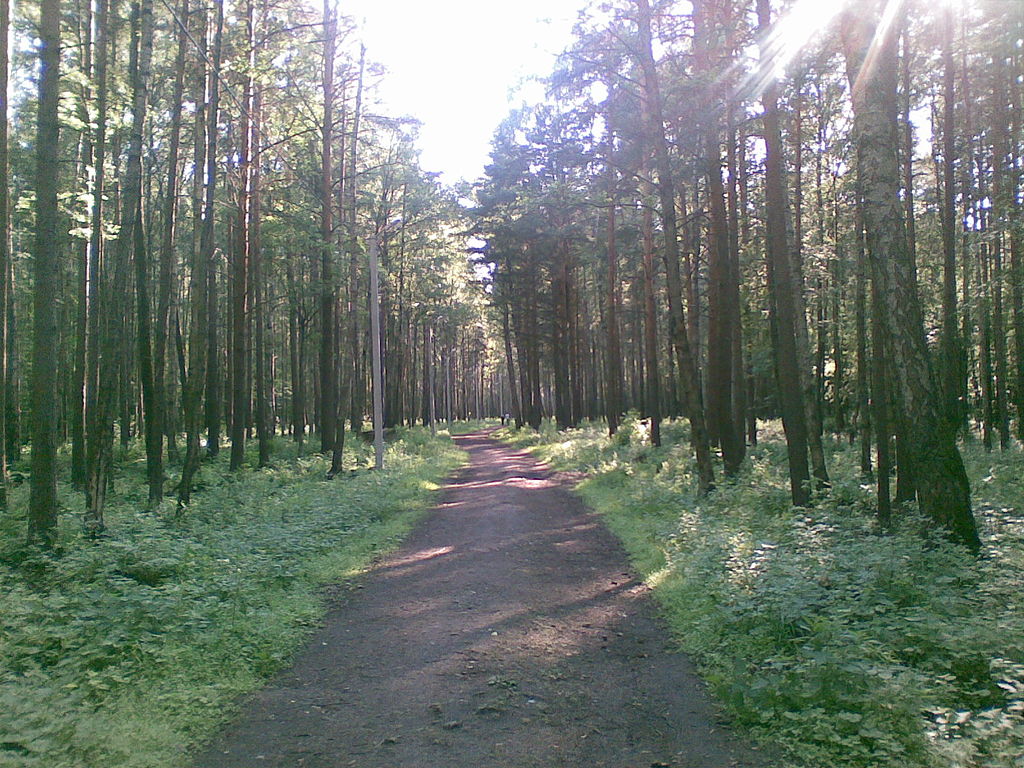 Калининский район, Пискарёвский лесопарк. Фото: Nonexyst (Wikimedia Commons)