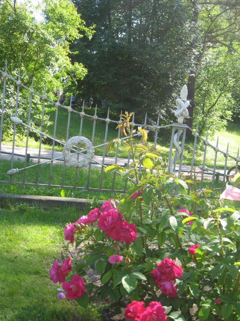 Розы у Розового павильона в Павловском парке. Фото: citywalls.ru