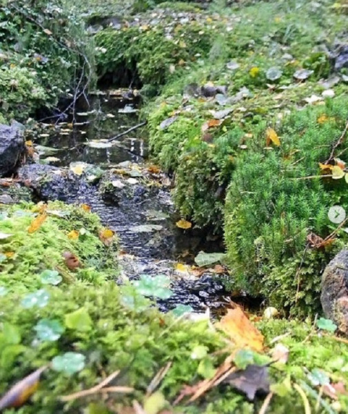 родники во всеволожском районе где можно набрать чистой воды