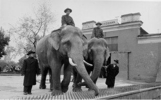 Слоны из Вьетнама в Ленинградском зоопарке, 1954 г. Источник фото: spbzoo.ru