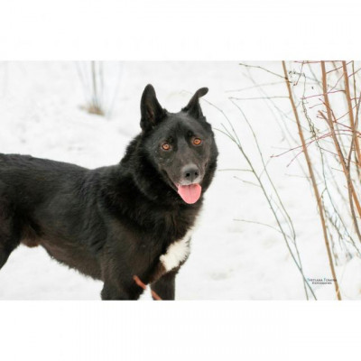 Питомец Кузя, источник фото: http://vozmi-sobaky.ru/pets/16288