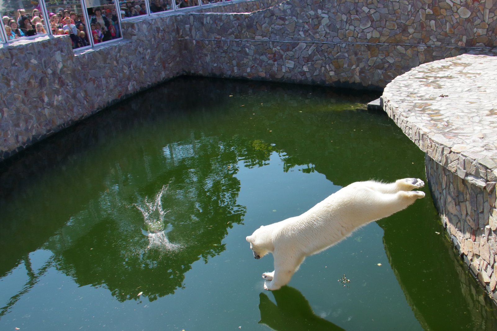 СПБ. Белый медведь в Петербургском зоопарке