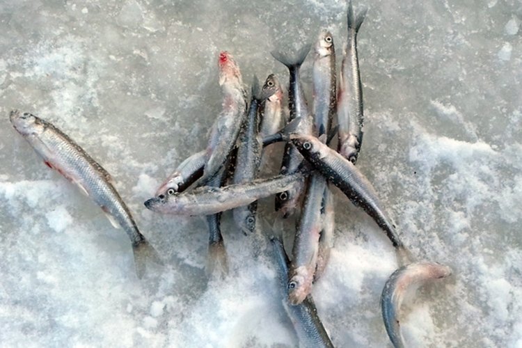 Рыба финского залива фото