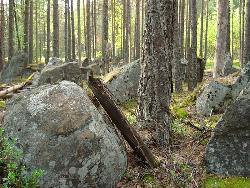 Между гранитными противотанковыми надолбами были ряды колючей проволоки (2010), источник фото: Wikimedia Commons Автор: Кашак